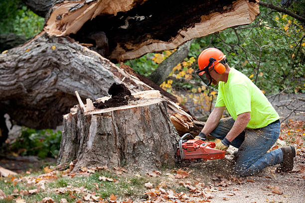 Smethport, PA  Tree Services Company